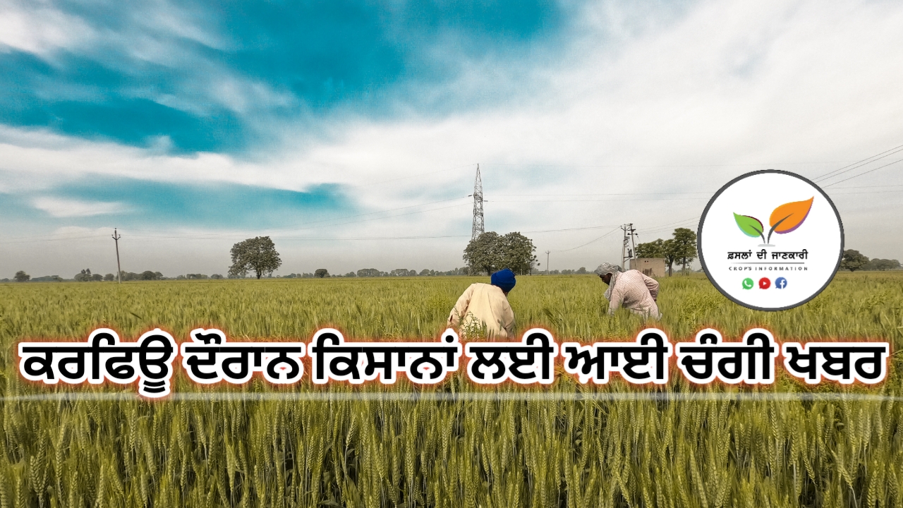 ਕਰਫਿਊ ਦੌਰਾਨ ਕਿਸਾਨਾਂ ਨੂੰ ਵੱਡੀ ਰਾਹਤ (Punjab)