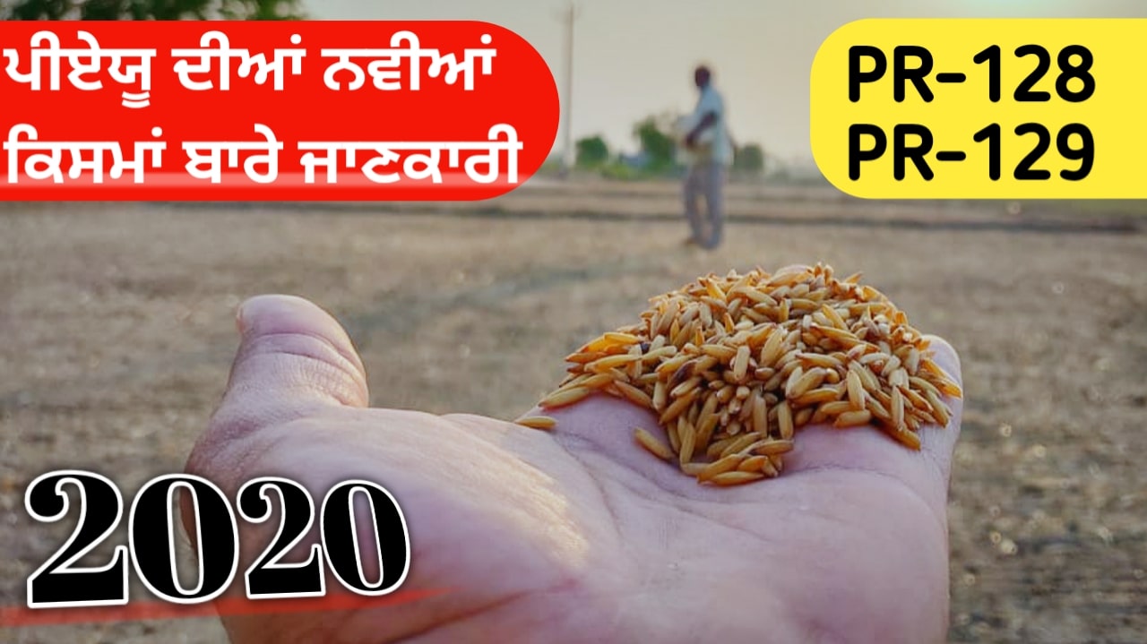 ਝੋਨੇ ਦੀਆਂ ਨਵੀਆਂ ਕਿਸਮਾਂ PR-128, PR-129 ਬਾਰੇ ਜਾਣਕਾਰੀ